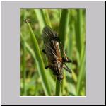 Empis sp - Tanzfliege 02b.jpg